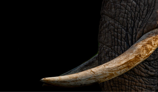 Support The Kruger Recovery Fund