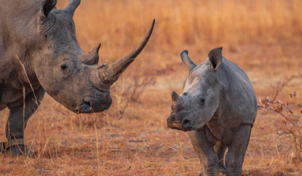 Rhino Lifeline