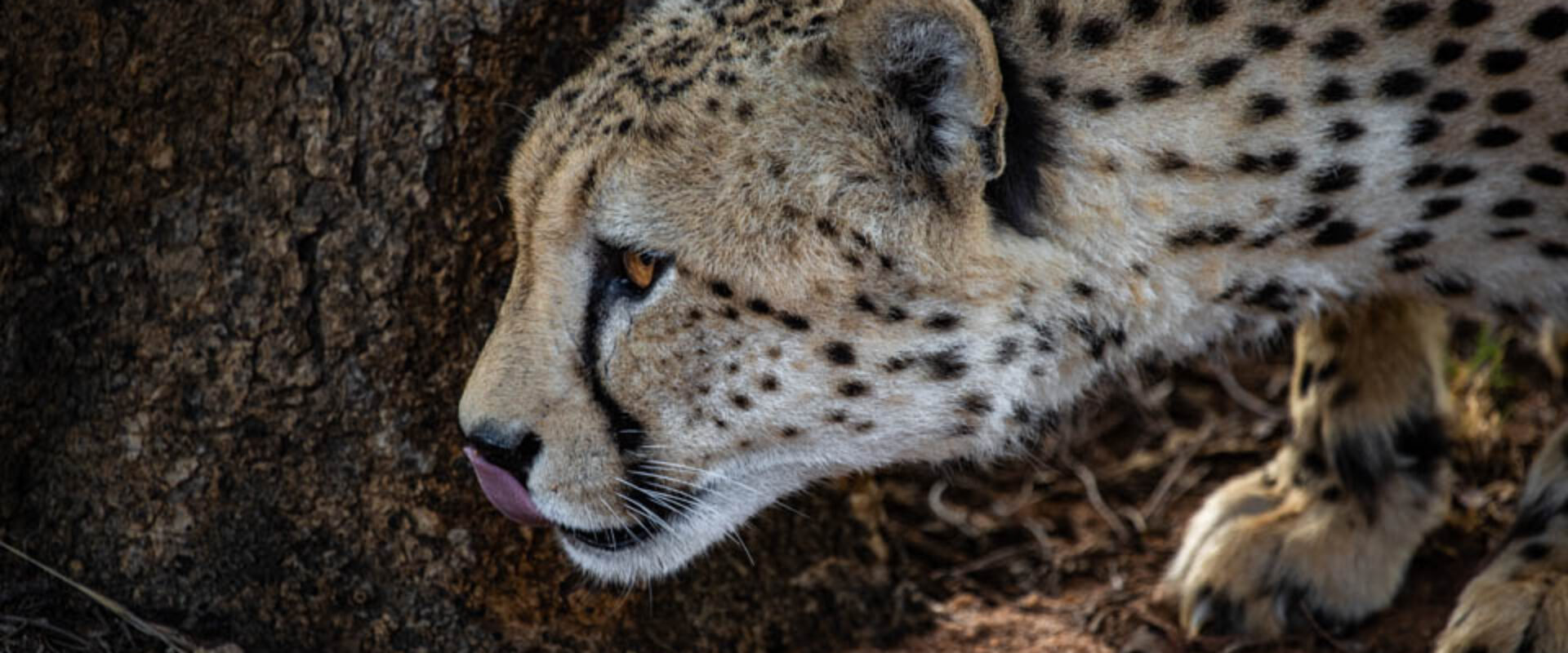 Cheetah Survival