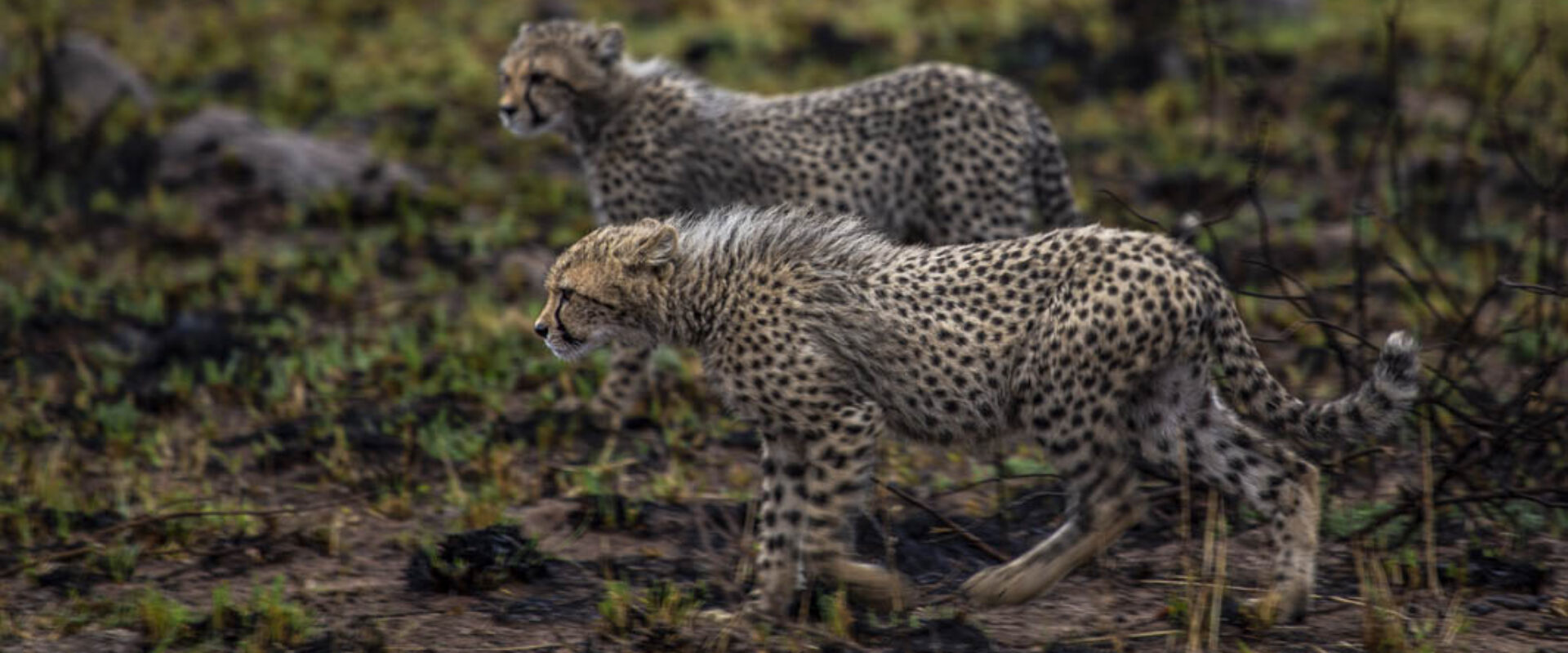 Cheetahs Without Borders