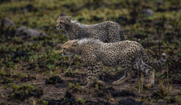 Cheetahs Without Borders