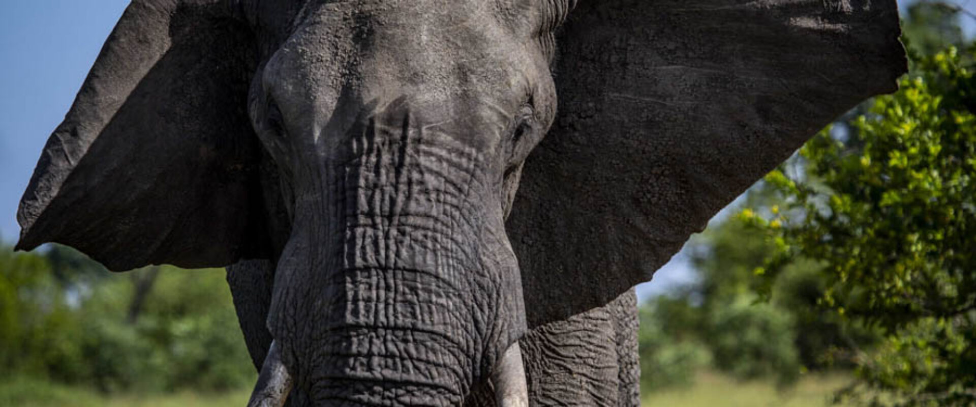Elephants on the Move