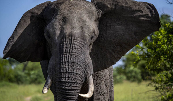 Elephants on the Move